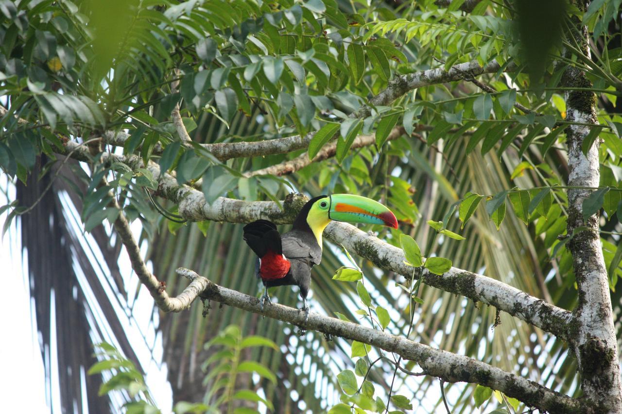 Hotel Vista Al Tortuguero Cariari  Extérieur photo